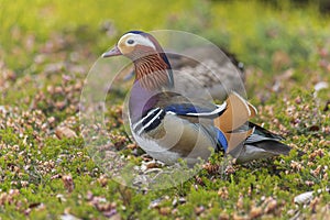 Couple of Mandarin duck hinding in the woodland in early spring