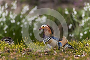 Couple of Mandarin duck hinding in the woodland in early spring