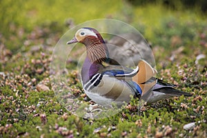 Couple of Mandarin duck