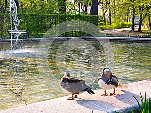 A couple of mandarin ducks in public park on the edge of a fountain