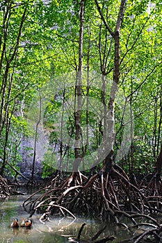 Mango Baum Wald oder Ökosystem 