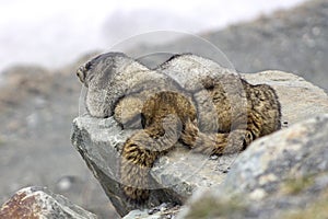 A couple of marmots laying on a rock on the top of Whistler mountain