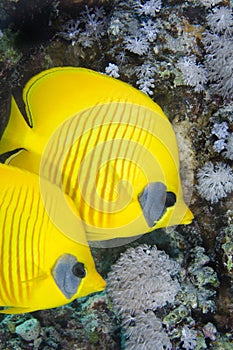 Couple of Masked Butterflyfish