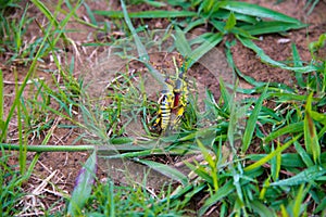 Couple of mating grasshoppers