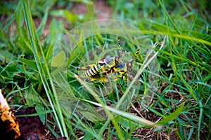 Couple of mating grasshoppers