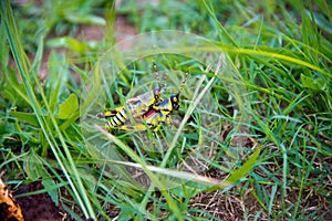 Couple of mating grasshoppers