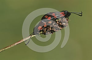 Couple of mating insects close-up