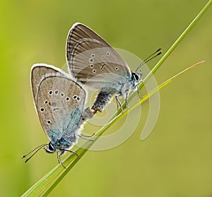 Couple Mazarine Blue Butterfly making love with photo