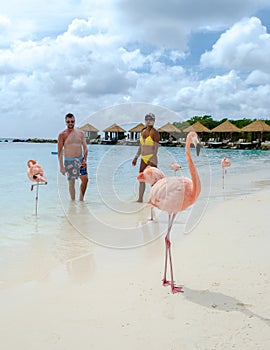 Couple of men and women on the Aruba beach with pink flamingos Aruba Island Caribbean.