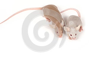 Couple of mice