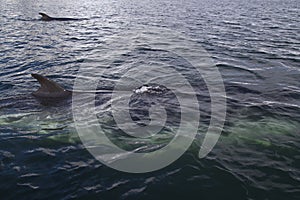 Couple of minke whales photo