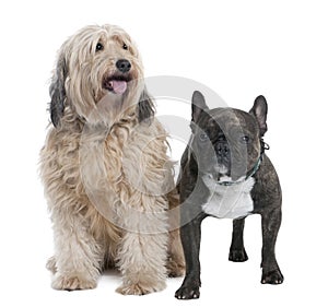 Couple of a Mixed-Breed Dog and a french bulldog (