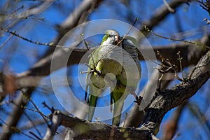 Couple of monk parakeet (myiopsitta monachus), or quaker parrots perched on a tree