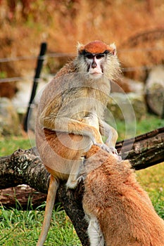 Couple of monkey is grooming. Male monkey checking for fleas and ticks in female. Monkey family fur on pair of show grooming.