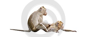 Couple monkeys or macaca take care of their lover closeup. It scratch your back, cleans, looks warm, cute, enjoy, funny.