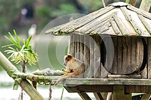 Couple of monkeys resting in their home