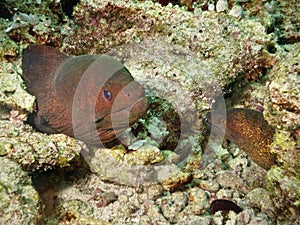 Couple of moray eel