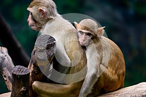 Couple mother and baby monkey at zoo