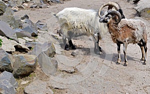 Couple of Mountain Sheeps - Ovis Ammon