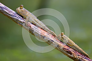 Couple of mudskipper on a branch