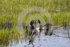 A couple of Muscovy duck