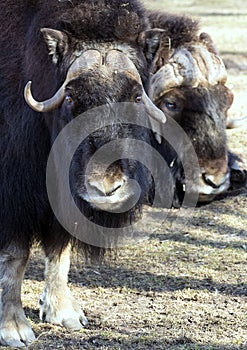 Couple of musk ox lying on the grass close-up.