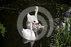 Couple of Mute Swans (Cygnus olor)with litter