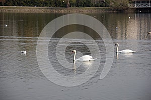 A couple of mute swans gliding through the water in a lake in the park Pildammsparken in MalmÃ¶, Sweden