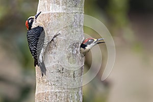 A couple of nesting black cheeked woodpeckers photo