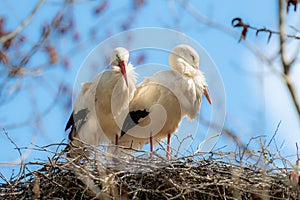 Couple of nesting withe storks