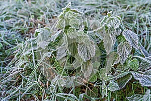 A couple of nettles early in the morning covered