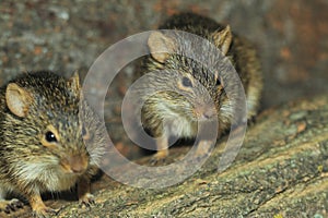 Couple of Neumann grass rats photo