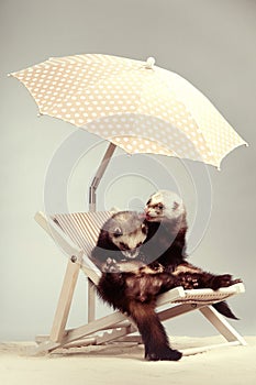 Couple of nice ferrets - portrait on beach chair in studio