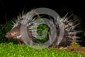 Couple of Nocturnal animals Malayan porcupine