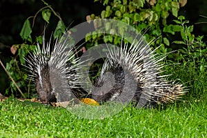 Couple of nocturnal animals Malayan porcupine photo