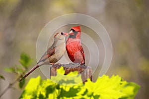 Couple of Northern Cardinals Cardinalis cardinalis in love