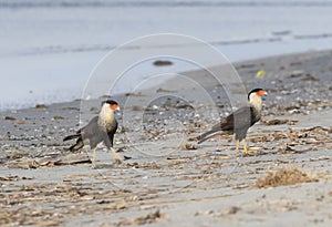 The couple of Northern crested caracaras walking on the sand beach