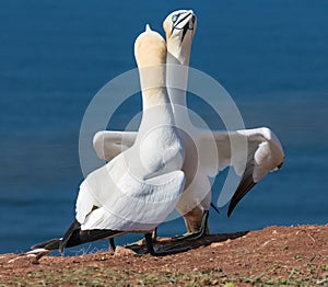 Couple of Northern gannets in breeding colony at Helgoland island, Germany