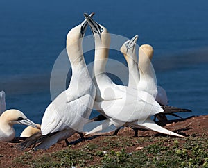 Couple of Northern gannets in breeding colony at Herman Helgoland island