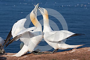 Couple of Northern gannets in breeding colony at island Helgoland