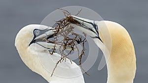 Couple of Northern Gannets Morus bassanus make a new home nest on a cliff, Helgoland in Germany, bird colony, beautiful birds,