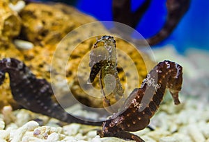 Couple of northern seahorses together, tropical fishes from the atlantic ocean, vulnerable animal specie