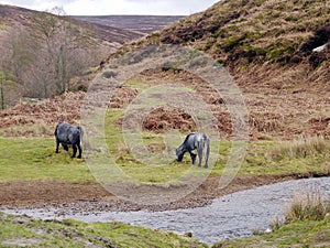 Couple of odd looking cows by stream