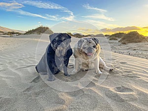 Couple of old pugs dogs sitting on the dunes desert sand for a lovely adorable portrait of animals. Sunset and blue sky in