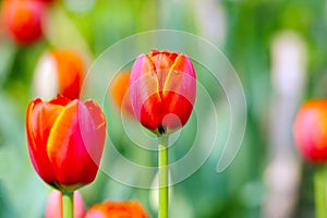 A couple of orange tulips under the sun