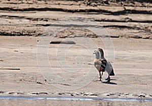 A couple of the Orinoco Goose photo