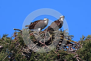 Couple of osprey birds in a nest on a tree.