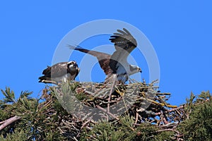 Couple of osprey birds perched in a nest on a tree.