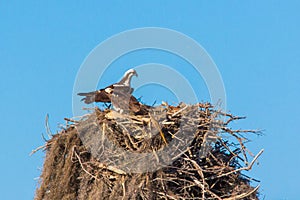 Couple of ospreys nesting