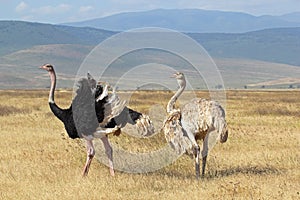 Couple of ostriches breeding